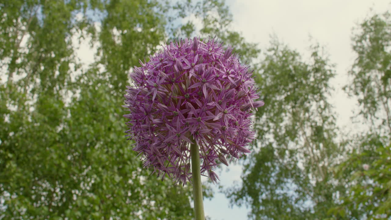 mirando hacia arriba a un allium flores de sensación púrpura