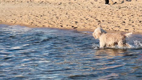 dog retrieves ball from the ocean