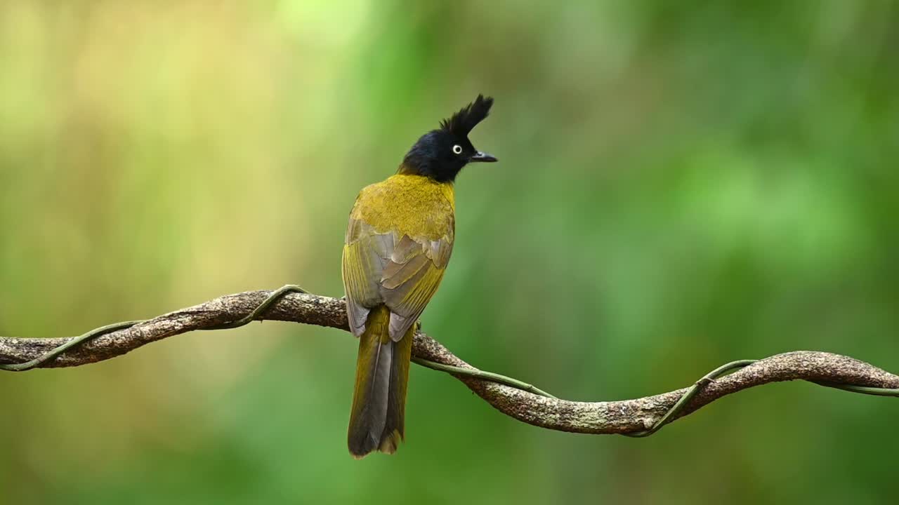 bulbul de cresta negra, pycnonotus flaviventris