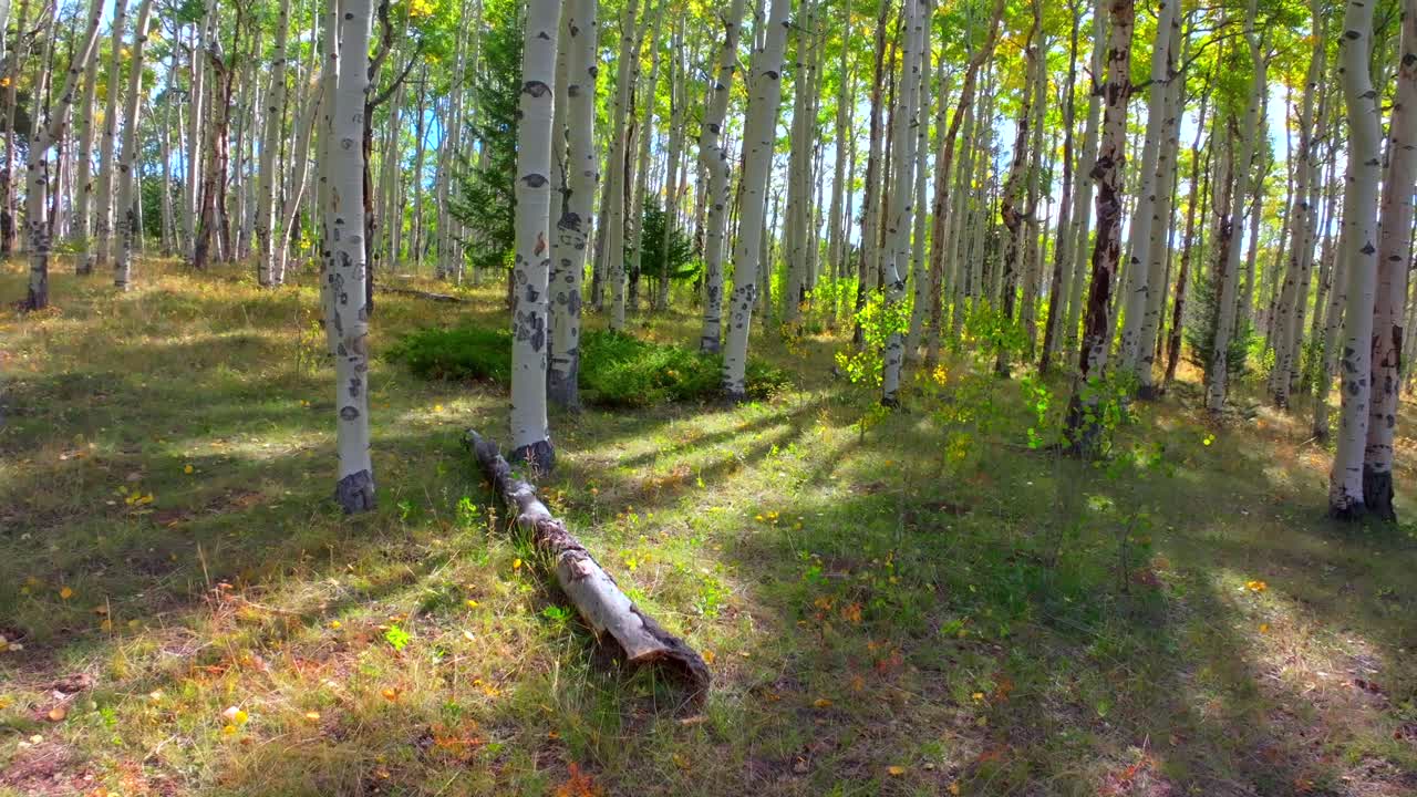 Mt Shavano ground level woods campground trailhead Kebler Pass Crested Butte Paonia dense tall mature Aspen Tree forest Colorado aerial drone ground level early morning sun fall autumn forward pan up