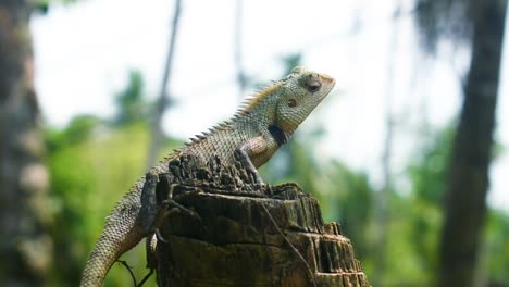 Lizard-in-a-tropical-country-on-a-cut-down-tree