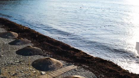 beach with seaweed and umbrellas