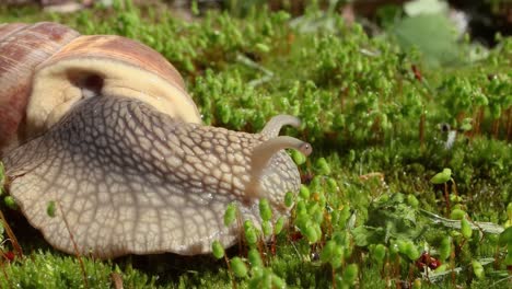 Helix-Pomatia-También-Caracol-Romano,-Caracol-De-Borgoña