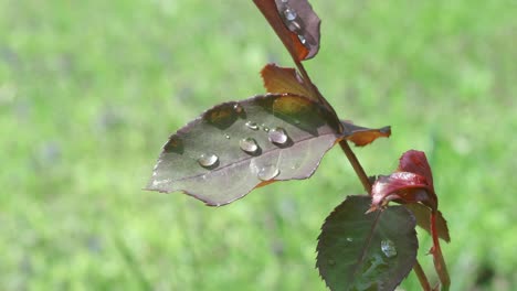 Gotas-De-Rocío-En-La-Creciente-Hoja-De-Rosa,-De-Cerca