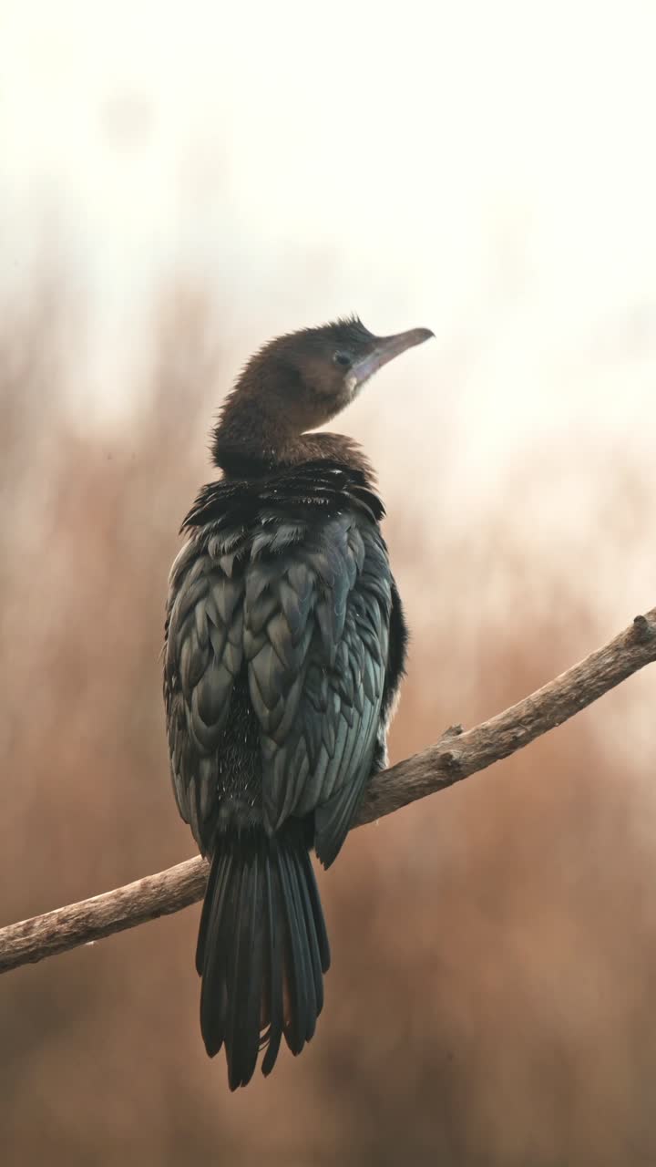 A cormorant perches on a dry tree branch, its dark feathers contrasting with the softly blurred natural background. The vertical framing highlights the bird’s elegant posture and detailed plumage.