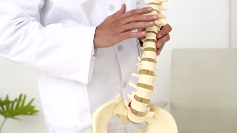 chiropractor showing spine model to camera