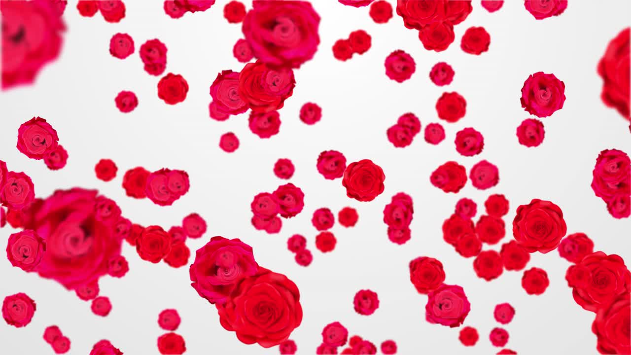 Red roses coastal scenery spinning falling down elegant background animation this floral motion
