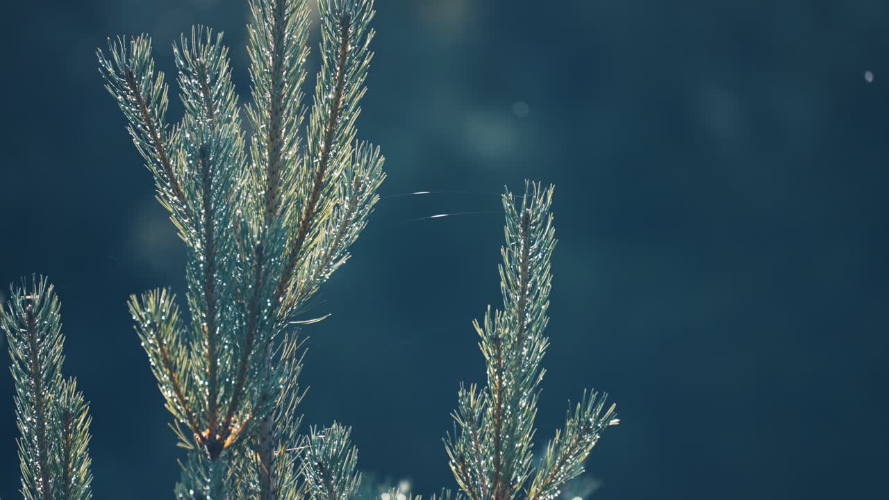 어린 소나무의 나무 꼭대기에 레이스 거미줄의 클로즈업 샷