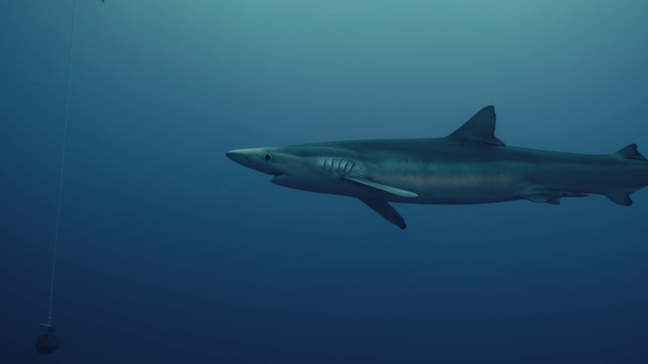 Grande squalo blu che nuota nell'oceano durante una spedizione di immersione con gli squali al rallentatore
