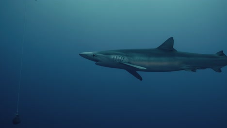 large blue shark swimming through the ocean during a shark dive expedition in slow motion