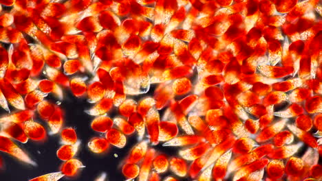 microscopic view of red microorganisms or cells