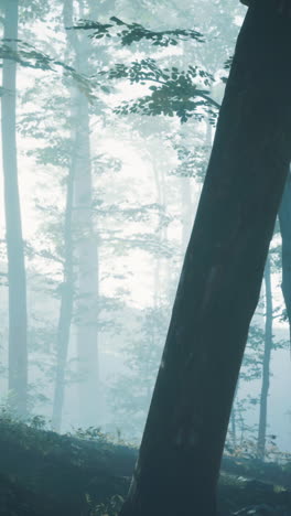 misty forest