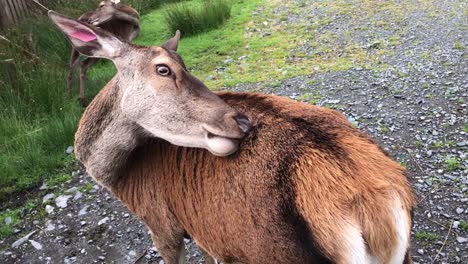 A-Red-Deer-Licking-its-Own-Back-to-Scratch-an-Itch-|-Cumbria,-UK-|-Slow-motion-HD-at-30-fps