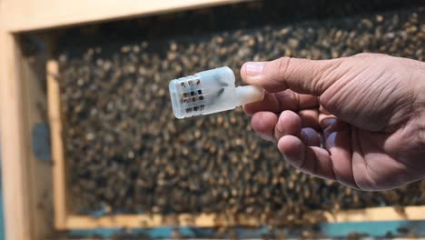 in containers, middle eastern bees offered for sale at dubai's honey festival