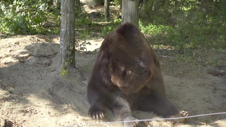 Bears in the woods. Filming in the summer.
