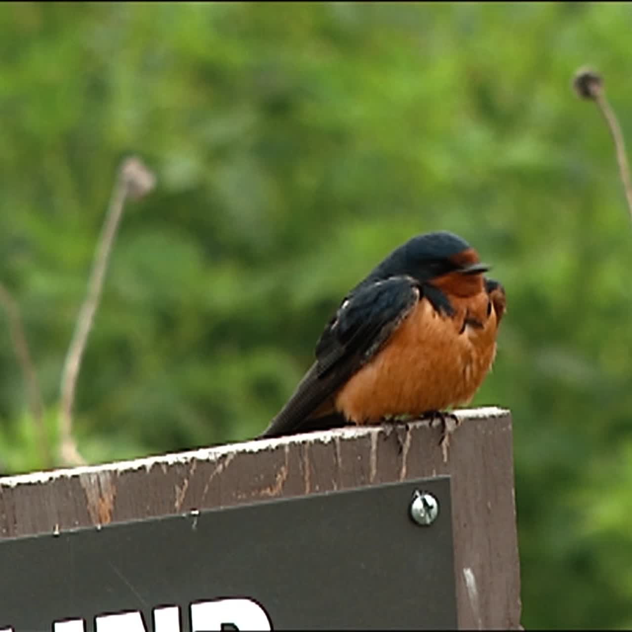 헛간 제비(hirundo rustica)는 2013년 근접 촬영을 위해 로그인 확대