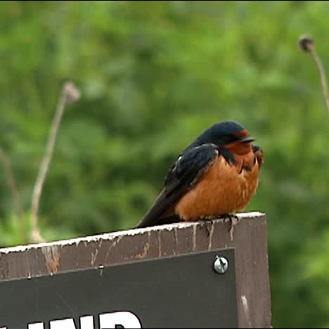 Rauchschwalbe-(Hirundo-Rustica)-Thront-Auf-Schild-Vergrößern-Für-Nahaufnahme-2013