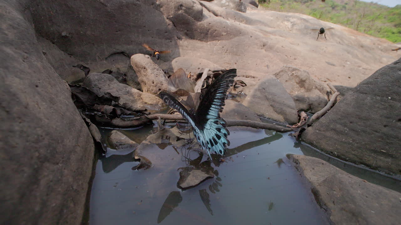 Blue Mormon butterfly and pollinators gather at a jungle pool during peak summer heat a hornet lands in front of it