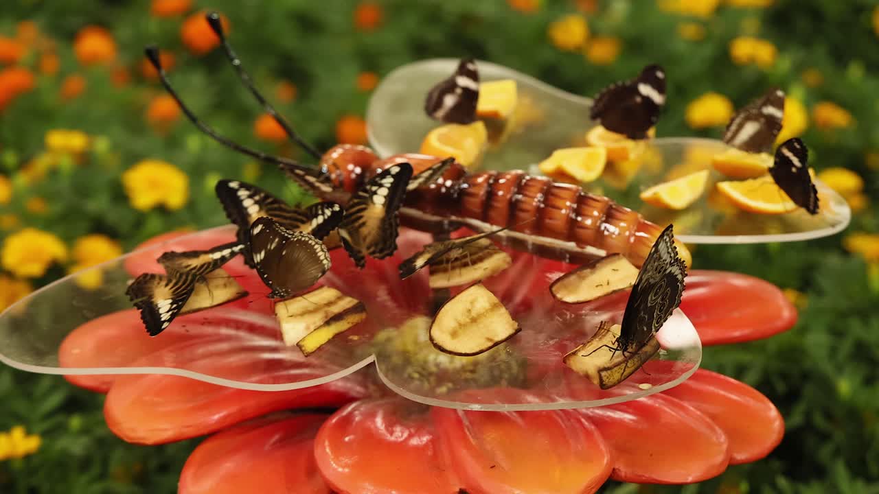 과일 조각 을 가진 꽃 을 먹는 나비 들