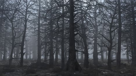 looped animation of flying through a scary forest