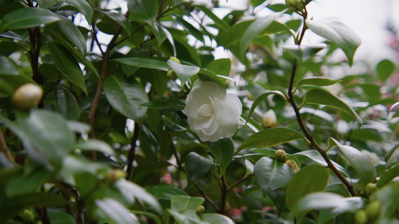 A vibrant camellia in full bloom with soft petals and rich details. Captured in 4K slow motion, this shot showcases the elegance of nature and botanical beauty.