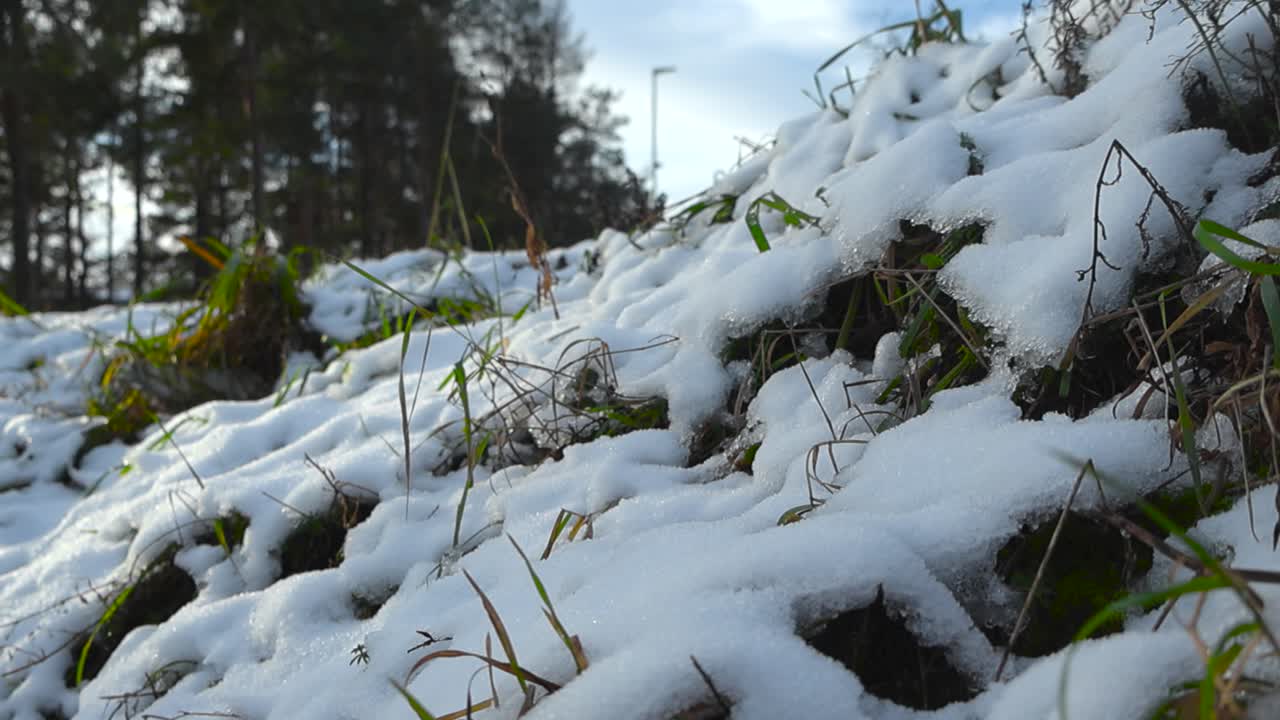 하 눈과 얼음으로 인 땅의 가까운 낮은 각도 영상, 눈 위에 이는 빛과 함께 겨울 동안 아름다운 날, 눈 속에서 자라는 초록색과 갈색 잔디, 보이는 나무.