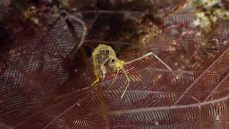 Große-Gelbe-Skelettgarnele-Auf-Hydroid