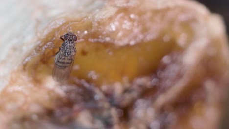 fly feeding on an overripe rotten banana