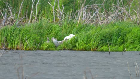 cisnes animales jóvenes en el nido en el viento en un día nublado