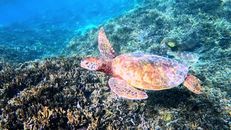 Una-Tortuga-Marina-Con-Un-Hermoso-Caparazón-Nadando-Sobre-Un-Arrecife-De-Coral---Toma-Submarina