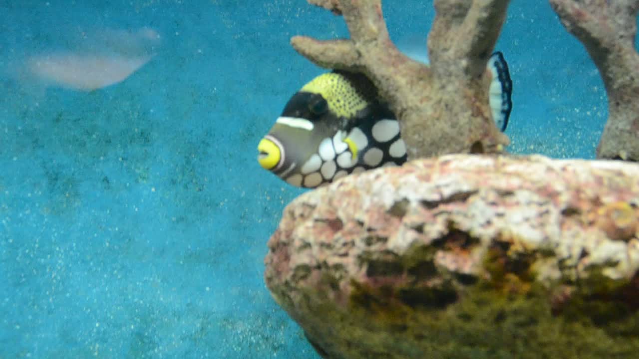 Akvarium med fisk