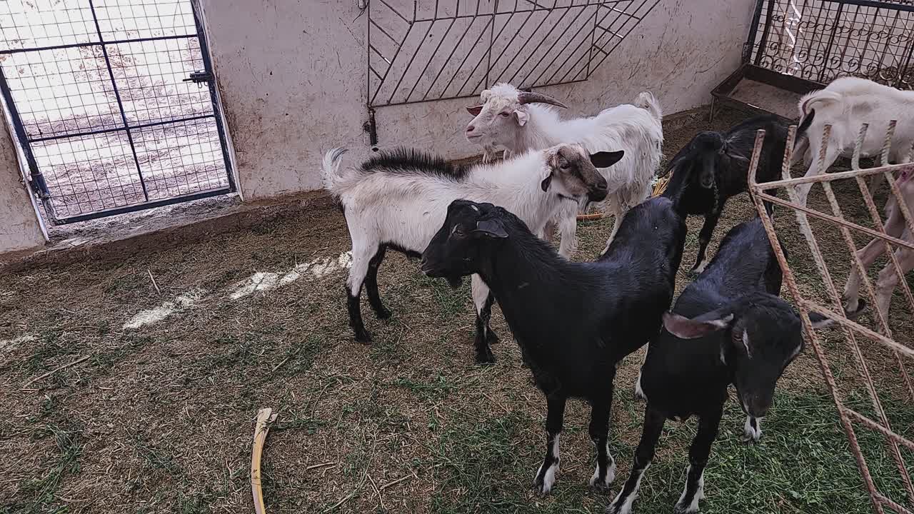 Witness playful goats interacting, showcasing rural charm. Ideal for agricultural, wildlife, or animal-themed projects needing a touch of dynamic, natural farm life