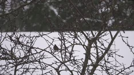 Pájaro-Cantor-Descansando-En-Una-Rama-De-árbol-Frente-A-Un-Gran-Paisaje-Cubierto-De-Nieve-Durante-El-Invierno-En-Canadá