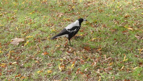 a magpie walking on grassy ground