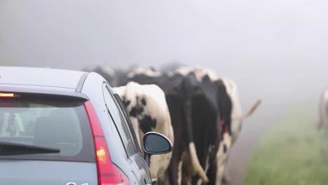 car driving slow behind herd of cows walking on a foggy day in terceira island, portugal