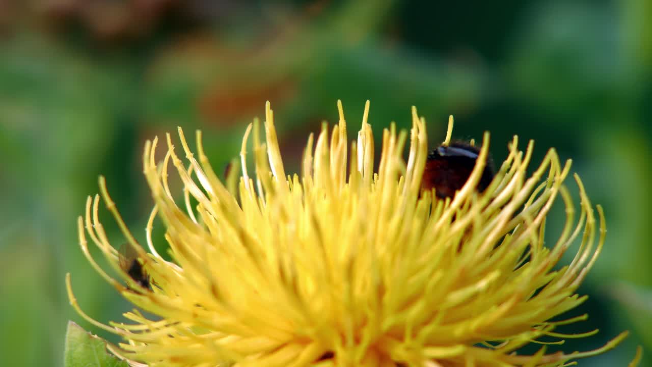 un primer plano macro de un abejorro polinizando una flor de diente de león amarillo