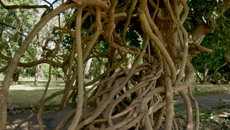 A shot of twisted branches of a Banyan tree