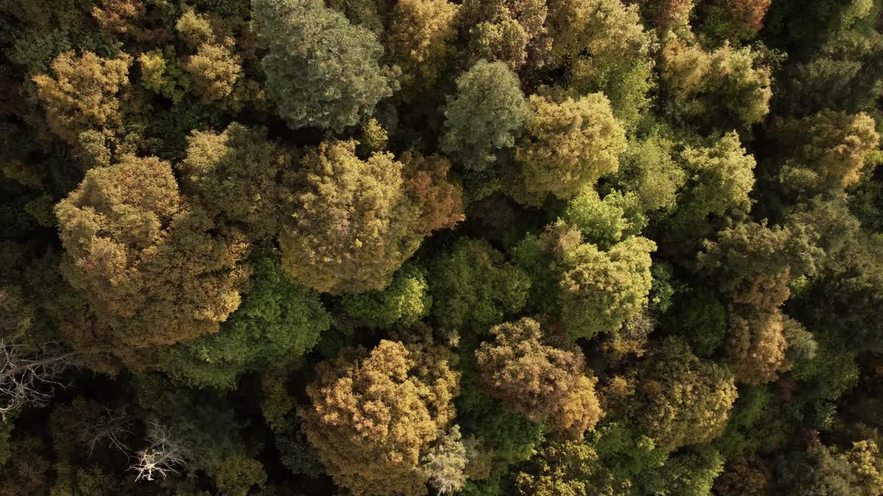 Overhead Shot Of Virgin Green Heaven Forest, Organic Environment, Mexico