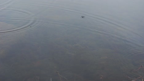 Raindrops-creating-ripples-on-water