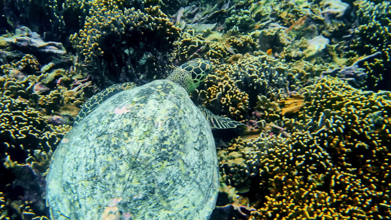 Sea turtle resting or feeding on a dense field of hard coral in the clear, shallow waters of the Gili Islands, a famous turtle sanctuary.
