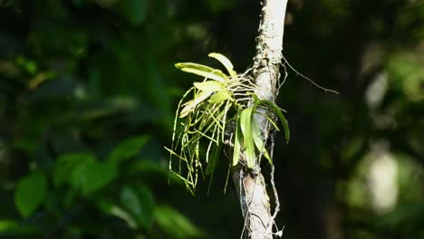 Damselfly-flying-from-bottom-to-the-top-of-an-orchid-growing-on-a-vine-while-moving-with-a-gentle-wind-as-seen-in-the-jungle-of-Khao-Yai-National-Park,-Thailand