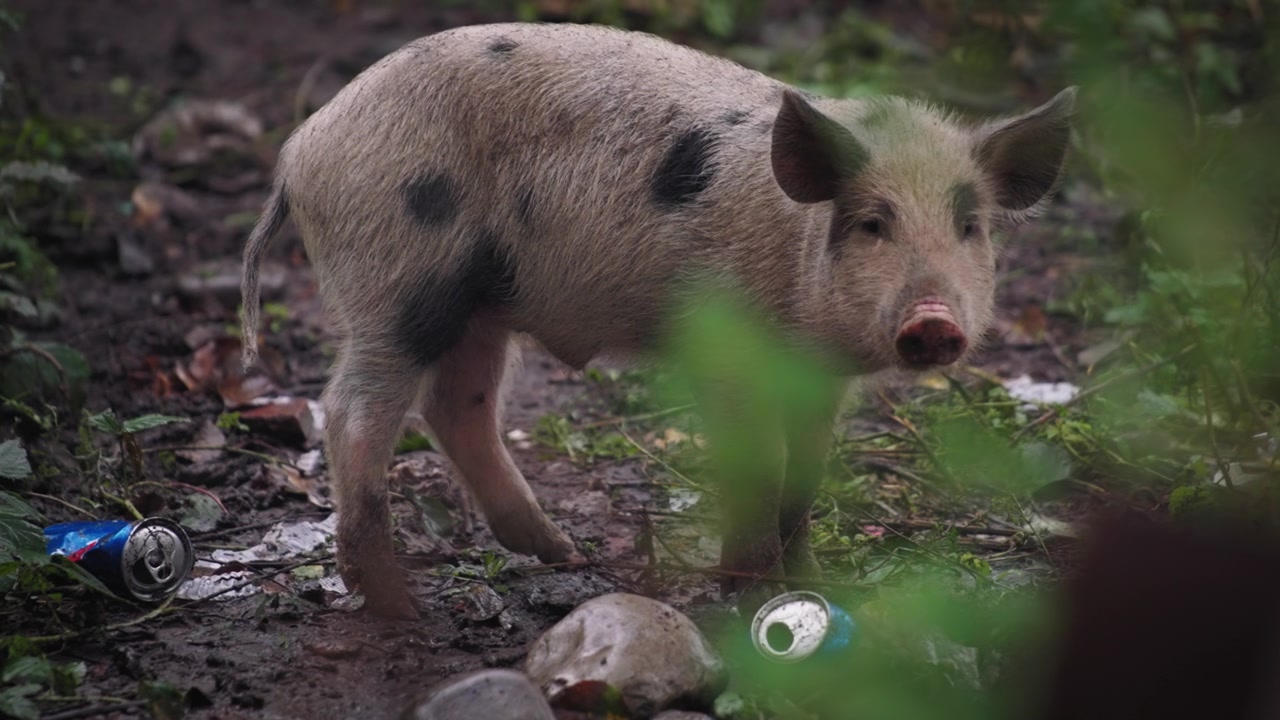 En pattegris tilsmudset i skoven