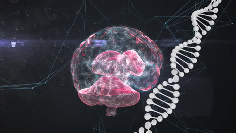 animación del cerebro digital y la cadena de adn sobre un fondo negro