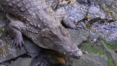 crocodile resting in creek