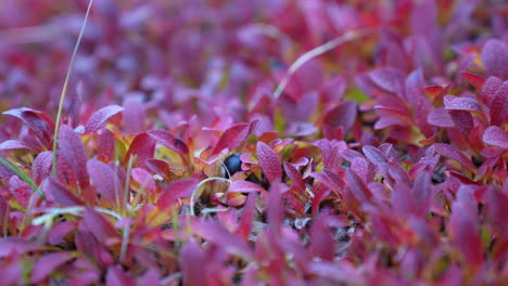 wild blueberry in landscape of greenland, close up