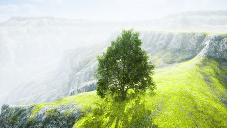 solitary tree stands on verdant hillside surrounded by misty mountain landscape
