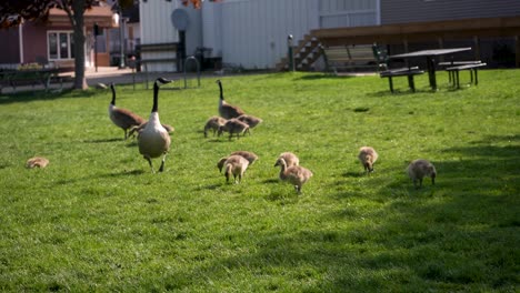 geese and goslings walking on the grass