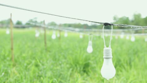 a white light bulb hanging in the middle of the rice field on a rainy day