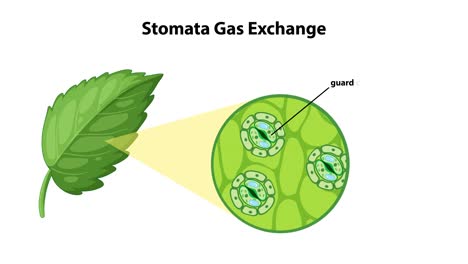 illustration of gas exchange in plant leaves