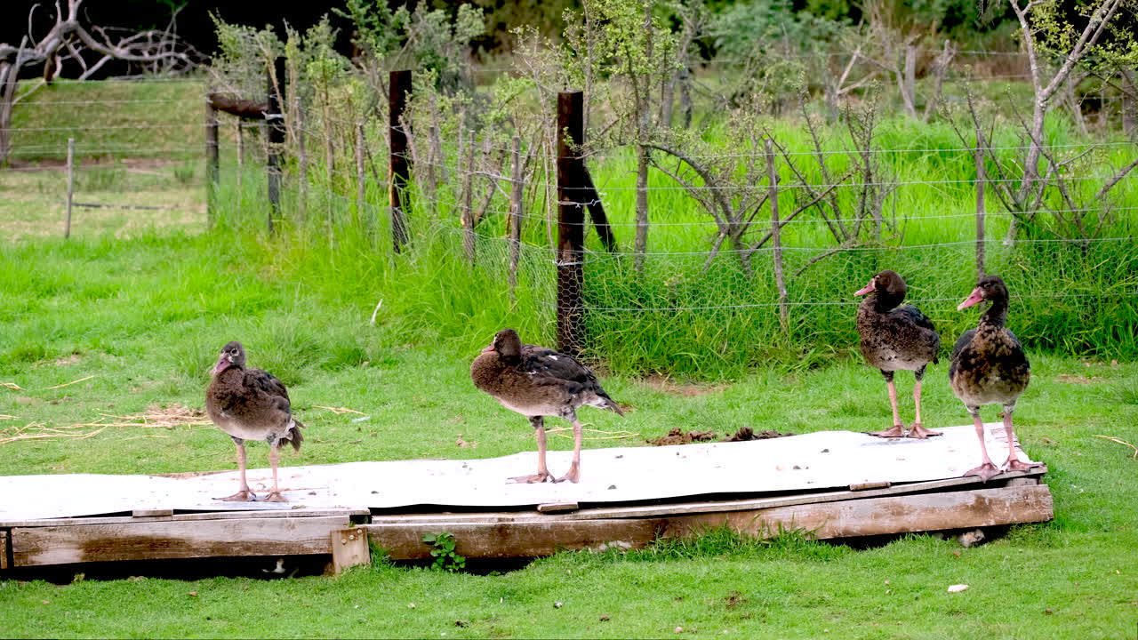 농장 의 풀 에 있는 플랫폼 에 서 있는 날개 가 있는 거위 들